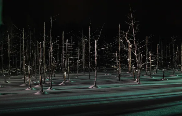 Картинка зима, лес, свет, снег, деревья, ночь, тень