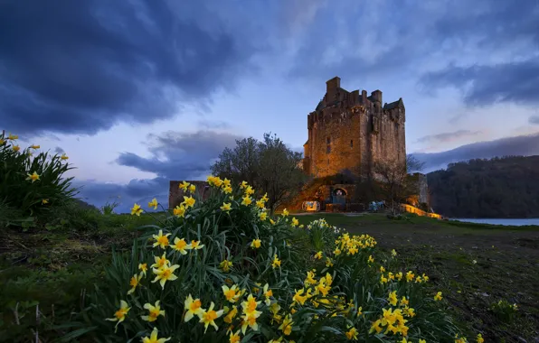 Картинка небо, цветы, замок, Шотландия, нарциссы, Scotland, Eilean Donan Castle, Замок Эйлен-Донан