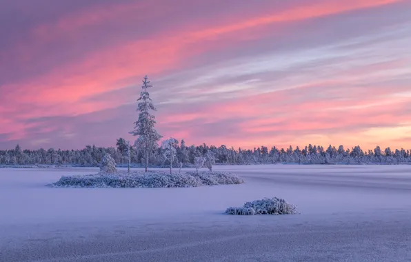 Зима, лес, снег, деревья, закат, Россия, островок, Карелия