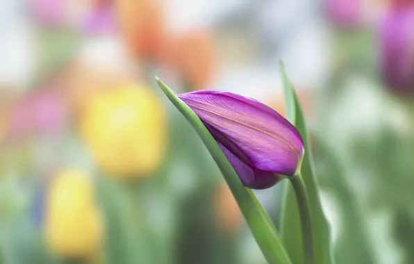 Картинка цветок, природа, тюльпан, весна
