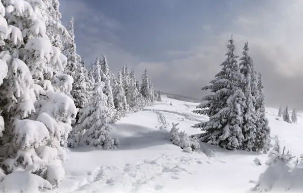 Картинка зима, снег, ёлки, тропинки