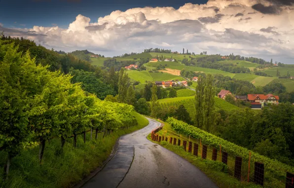 Картинка дорога, деревья, холмы, дома, Италия, виноградники