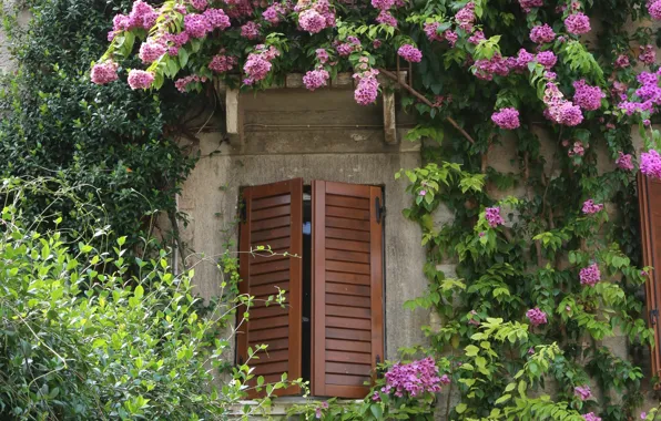 Картинка цветы, окно, Италия, Italy, flowers, Italia, Сирмионе, Sirmione