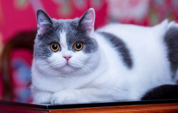Кошка, кот, взгляд, котенок, стол, лежит, мордашка, серый с белым