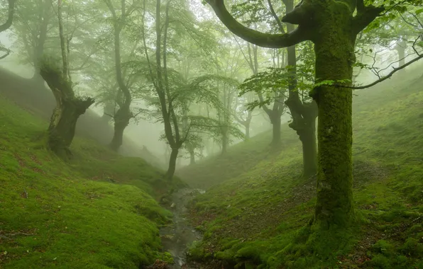 Лес, деревья, туман, ручей, мох, овраг