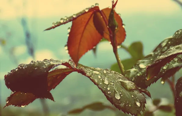 Небо, листья, капли, лист, зеленый, green, роза, лепестки