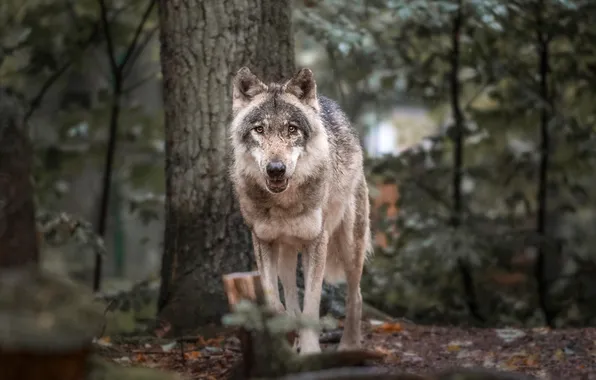 Nature, face, animal, wolf, wildlife, head, fur, mammal