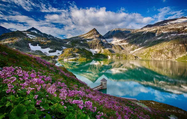 Цветы, flowers, rocks, горы, отражения в воде, reflections in water, поле, скалы