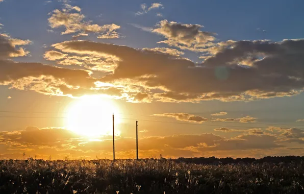 Закат, Солнце, Россия, Nature, Russia, Sunset, Роща, Grove