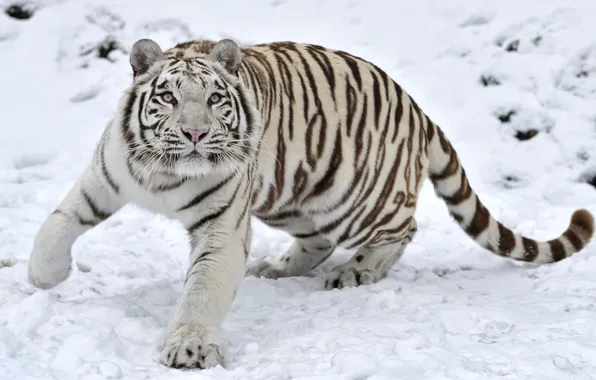 Картинка зима, снег, тигр, хищник