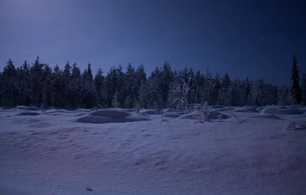 Картинка лес, небо, снег, деревья, ночь, Зима, звёзды, мороз