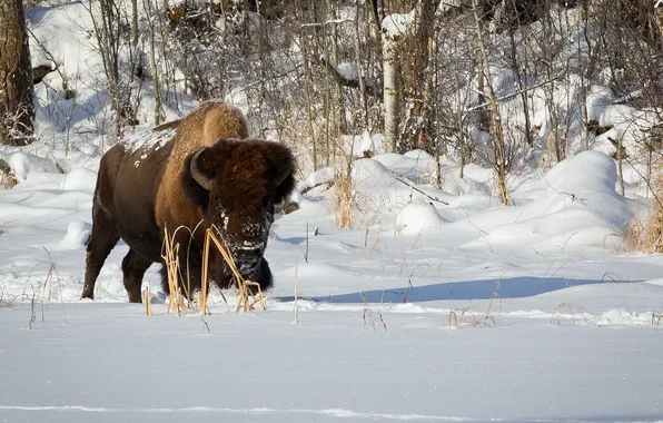 Зима, природа, Plains Bison