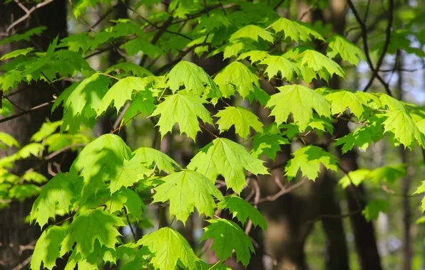 Leafs, spring, twig