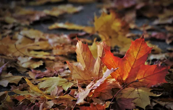 Осень, листья, октябрь, боке