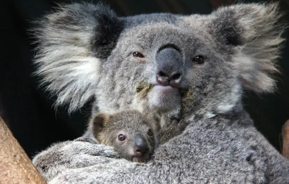 Картинка animal, wildlife, australia, potd-koala