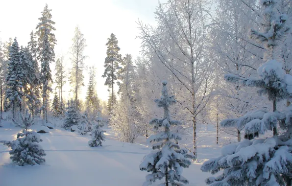 Картинка зима, снег, landscape, winter, snow, tree