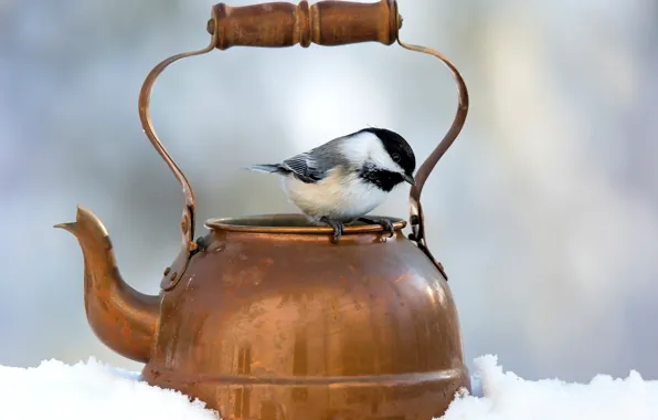 Картинка зима, снег, фон, птица, чайник, боке
