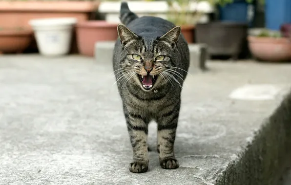 Картинка кот, улица, зубы