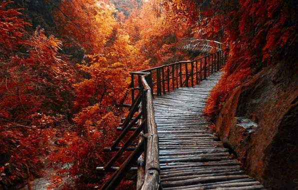 Forest, river, trees, beautiful, walkway, red leaves, autum, wooden path