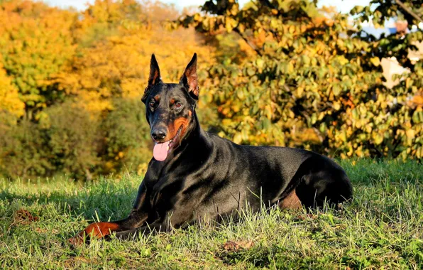 Природа, Dogs, Doberman, чёрно-подпалый, in_the_forest