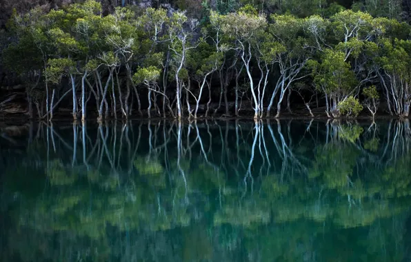 Вода, деревья, Австралия, Новый Южный Уэльс, мангровый лес, Garigal National Park
