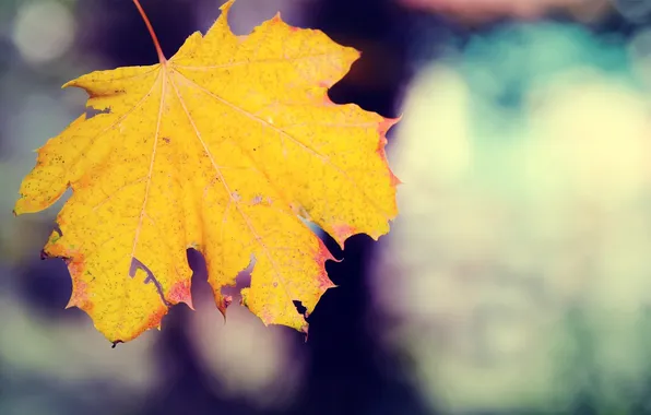 Осень, лист, жёлтый, падение, прожилки