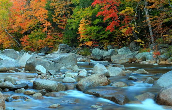 Картинка осень, лес, деревья, река, камни, поток, пороги, багрянец