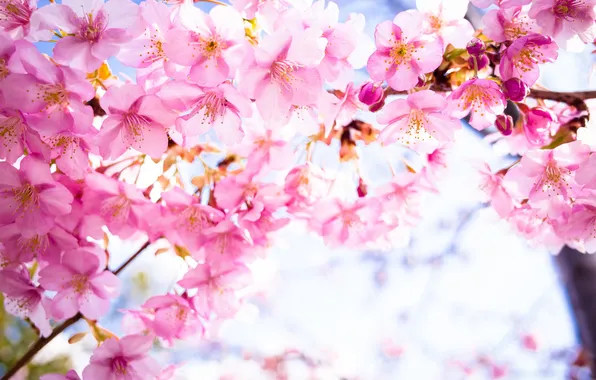 Цветы, фон, красота, весна, лепестки, сакура, цветение