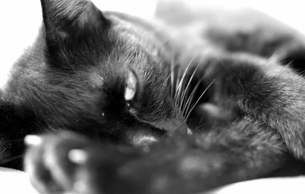 Картинка кошка, кот, чёрный, лежит