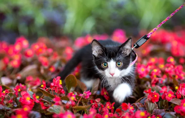 Кошка, взгляд, цветы, поза, котенок, черно-белый, сад, мордочка