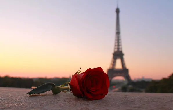 Картинка цветок, город, Париж, роза, башня, вечер, Paris