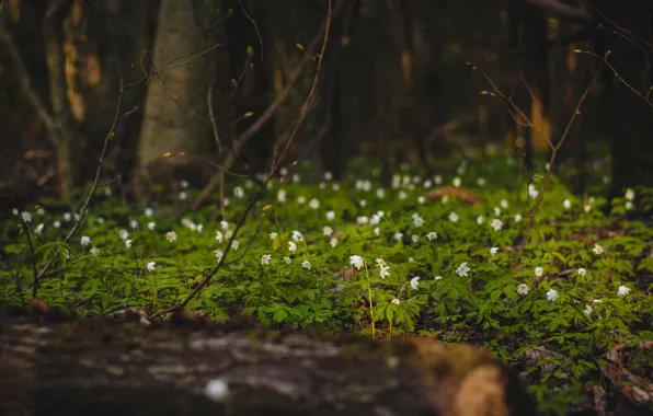 Природа, Растение, Растения, Nature, Forest, Flora, Plants, Environment