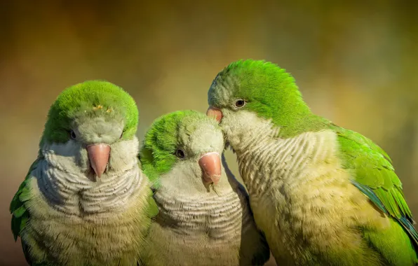 Птицы, зеленые, попугай, попугаи, трио, волнистые попугайчики, три попугая