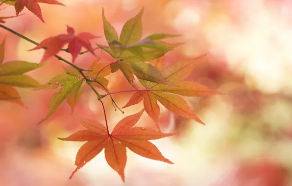 Осень, листья, макро, ветка, клен