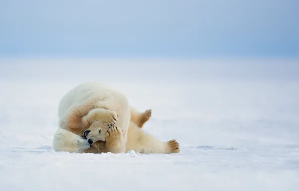 Картинка зима, природа, белые медведи