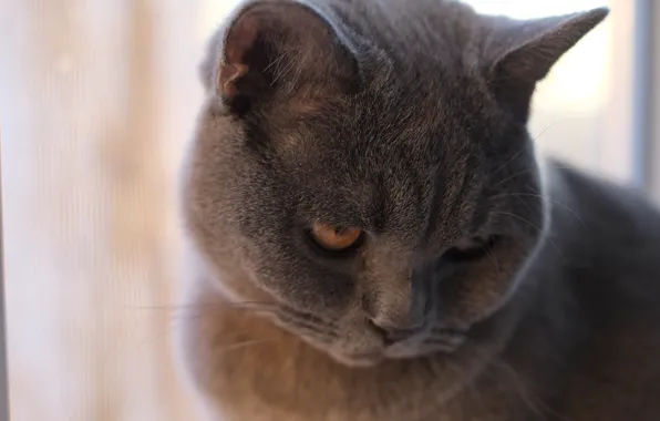 Котёнок, Британский кот, голубой кот