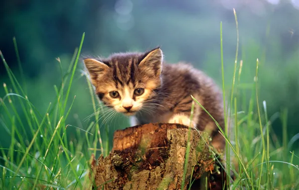 Кошка, трава, кот, котенок, пень, cat