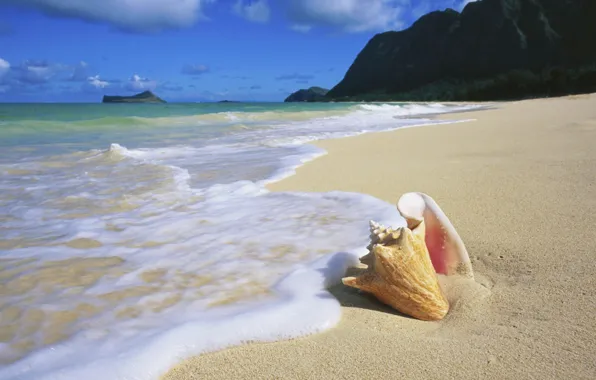 Песок, пляж, океан, ракушка, beach, Hawaii, Oahu, seashells