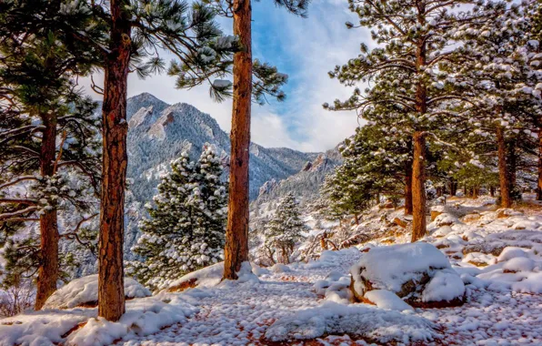 Зима, снег, деревья, горы, Колорадо, сосны, Colorado, Скалистые горы