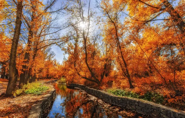 Картинка осень, солнце, парк, река, Сагайдак Павел