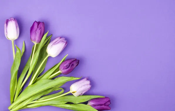 Цветы, фиолетовые, тюльпаны, flowers, beautiful, tulips, spring, purple