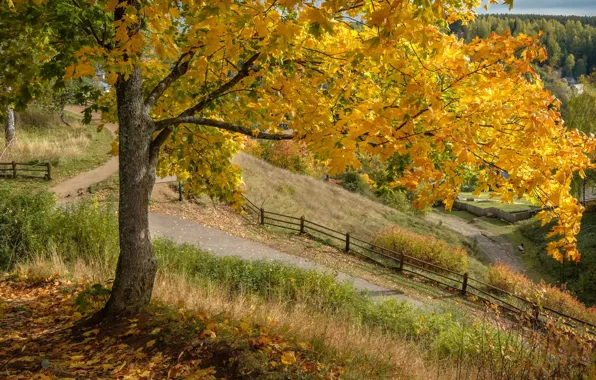 Картинка осень, природа, дерево, забор, дорожки, клён, Плёс, Андрей Чиж