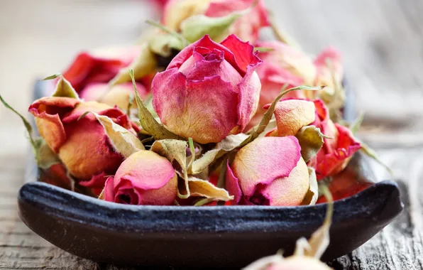 Розы, сухие, rose, бутоны, wood, romance, bud