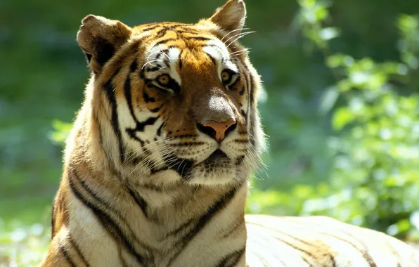 Картинка тигр, уши, смотрит