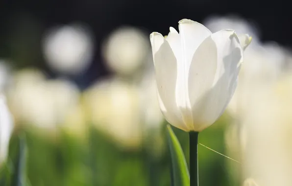 Белый, тюльпан, фокус, солнечно