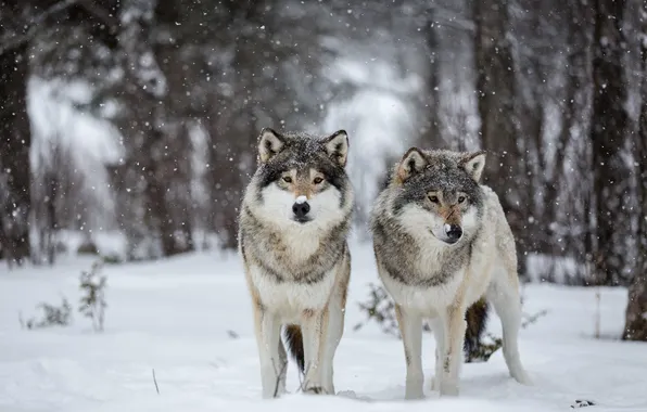 Картинка снег, природа, волки