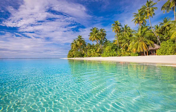 Картинка пляж, тропики, пальмы, океан, Мальдивы, Индийский океан