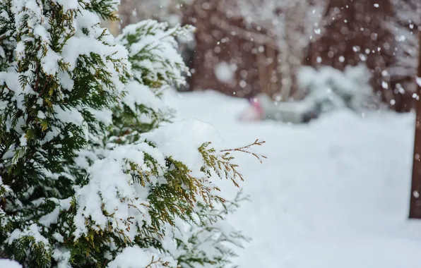 Природа, Зима, Снег, Nature, Winter, Snow, Зимний Лес, Winter Forest