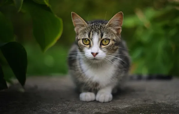 Кошка, кот, взгляд, by Zoran Milutinovic