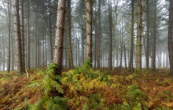 Осень, лес, природа